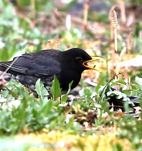 クロツグミの採餌・・今シーズン初撮り_d0262476_10205300.jpg