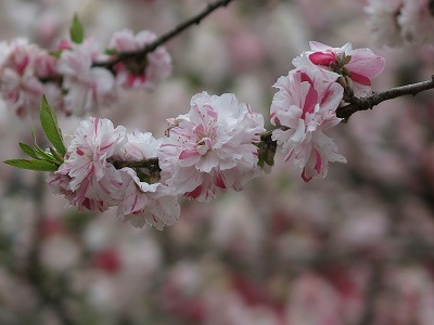 花桃の里（月川温泉）_a0235077_1195477.jpg