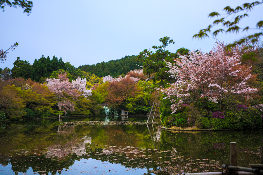 桜2014！　～龍安寺～_b0128581_2210971.jpg