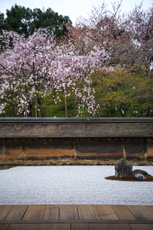 桜2014！　～龍安寺～_b0128581_228352.jpg