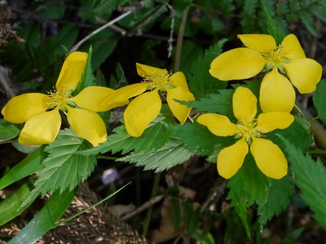 沢沿いの草花　ヤマエンゴサク、ミヤマキケマン、ネコノメソウ、ヤマブキ_d0088184_118212.jpg