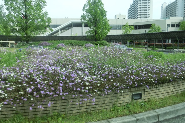 阪急電車「西宮北口」は花々がいっぱい、宝塚歌劇100周年ラッピング電車で春爛漫、阪急沿線は楽しい_d0181492_203285.jpg