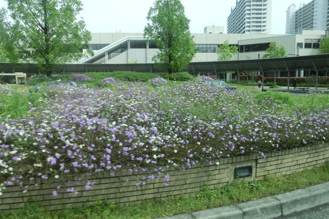 阪急電車「西宮北口」は花々がいっぱい、宝塚歌劇１００周年ラッピング電車で春爛漫、阪急沿線は楽しい_d0181492_203285.jpg