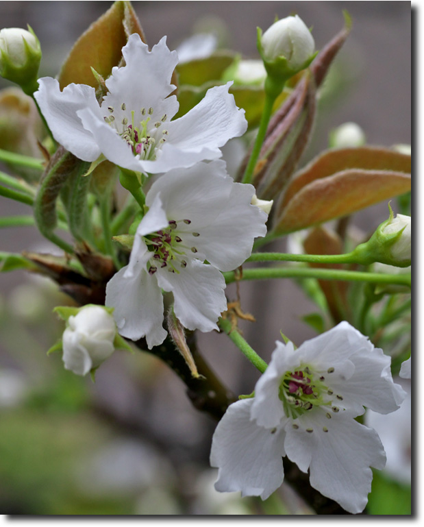 王子～帝京桜見物・・・4月_c0124497_16402741.jpg