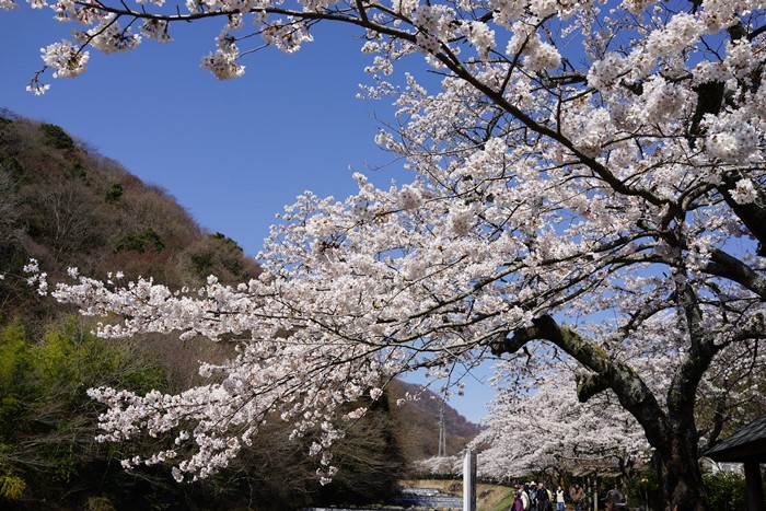 箱根　宮城野の桜_b0145398_21282675.jpg