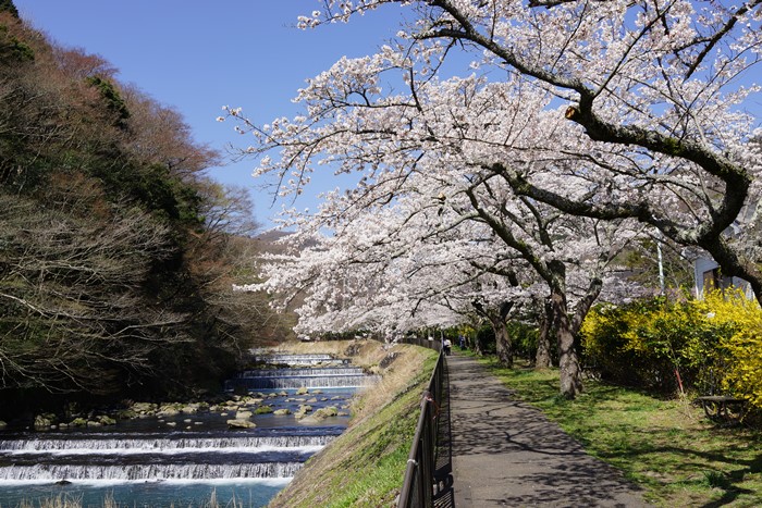 箱根　宮城野の桜_b0145398_21283576.jpg