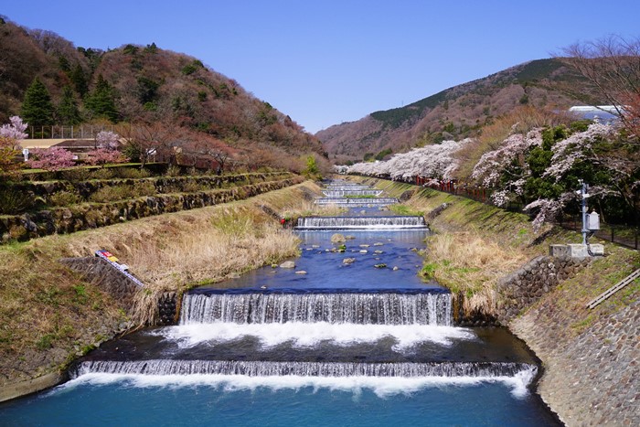 箱根　宮城野の桜_b0145398_2128734.jpg