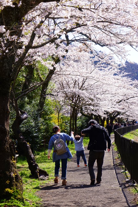 箱根　宮城野の桜_b0145398_21295040.jpg