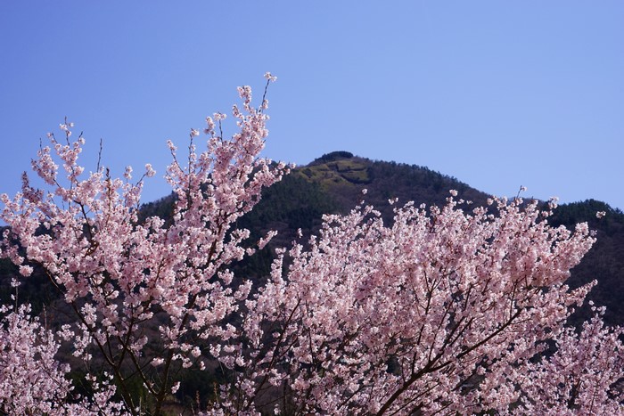 箱根　宮城野の桜_b0145398_21302499.jpg