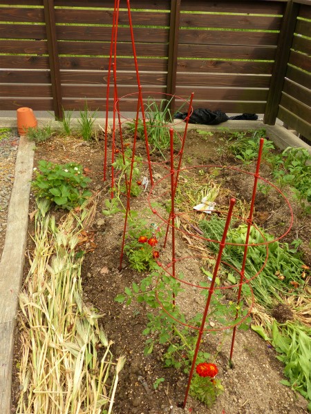 マイクロトマト植え付け しぶかわにわ