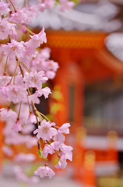 さよなら、京都の桜_a0169902_0504255.jpg