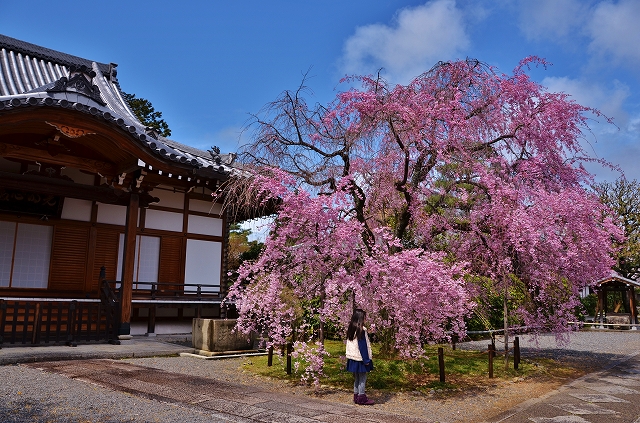 さよなら、京都の桜_a0169902_051742.jpg