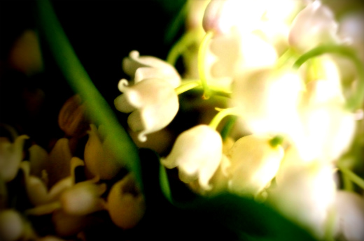 MUGUET_b0283508_21133053.jpg