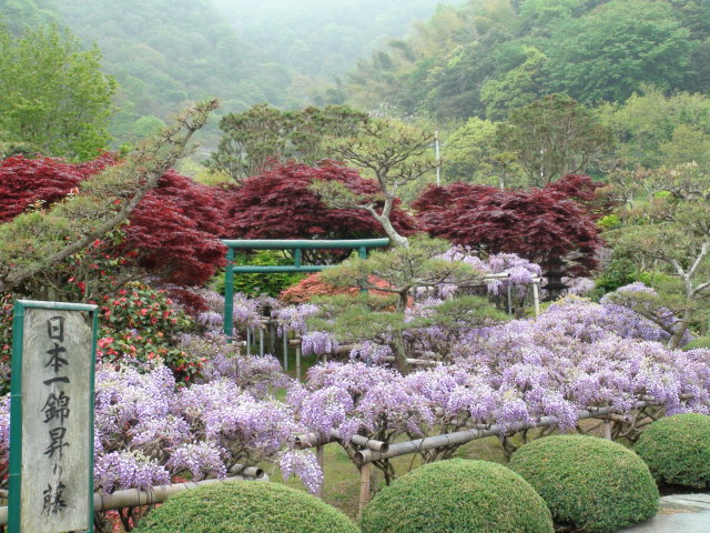 日本庭園の錦昇り藤（新居浜市）…2014・5・1_f0231709_8391834.jpg