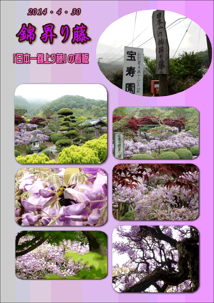 日本庭園の錦昇り藤 新居浜市 14 5 1 徳ちゃん便り 日本庭園の錦昇り藤 新居浜市 14 5 1 徳ちゃん便り