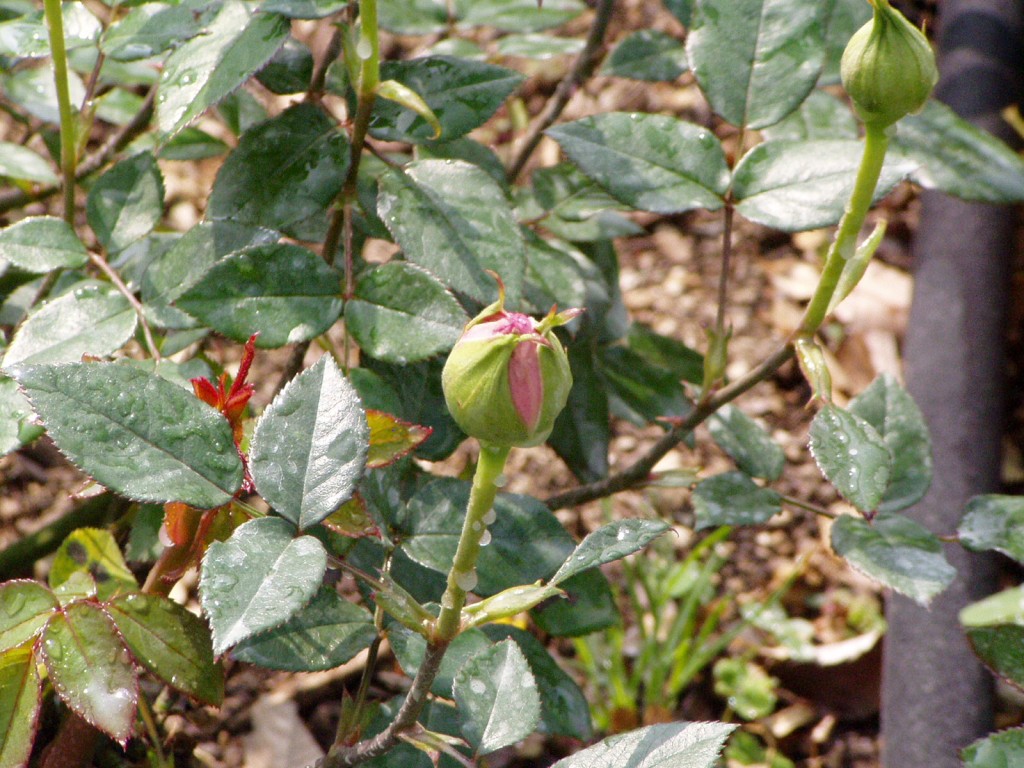 f0324510_00244022.jpg