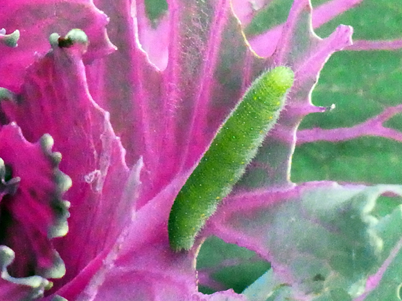 e0083517_0351935.jpg
