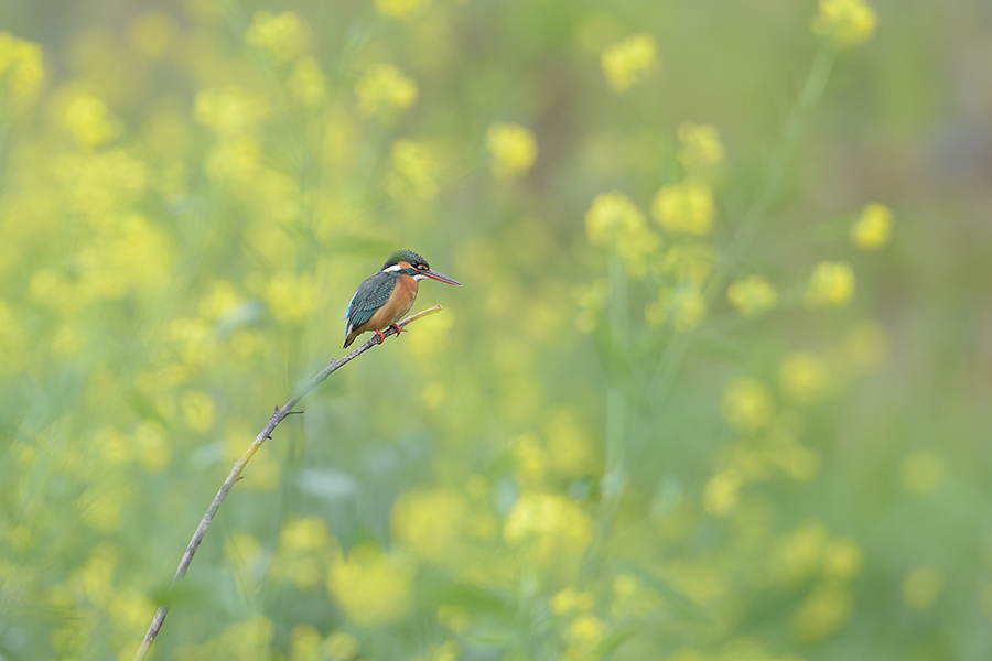 140501 川の雌菜の花がらみ_c0278820_18475599.jpg