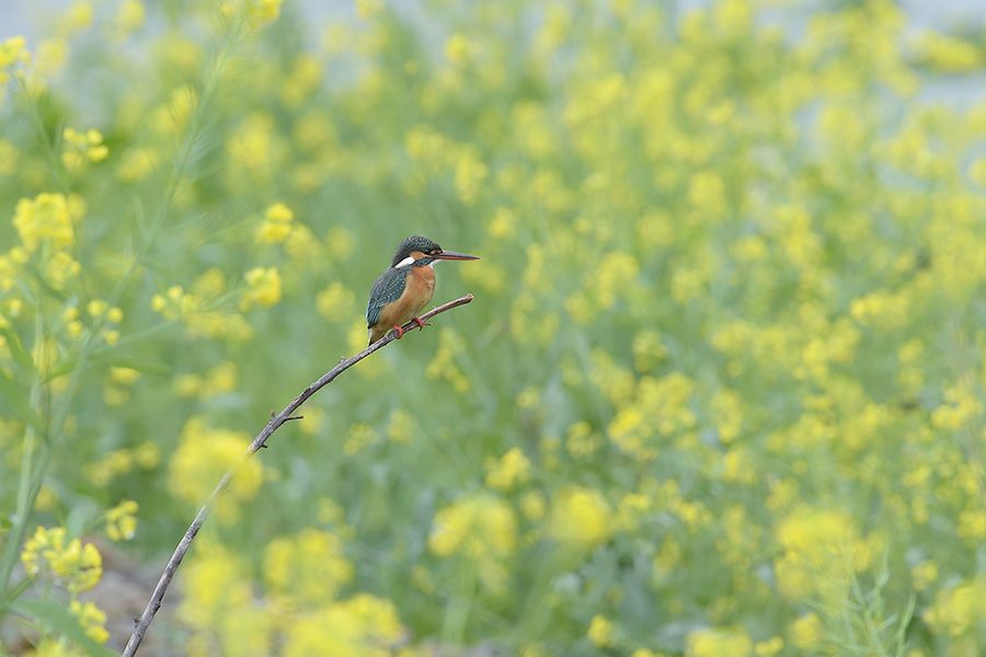 140501 川の雌菜の花がらみ_c0278820_1850226.jpg