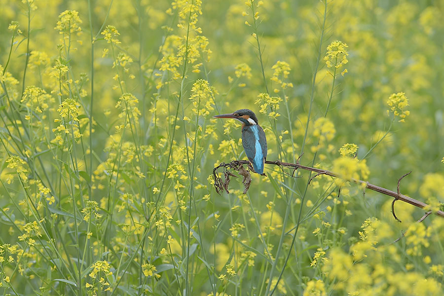 140501 川の雌菜の花がらみ_c0278820_1857481.jpg