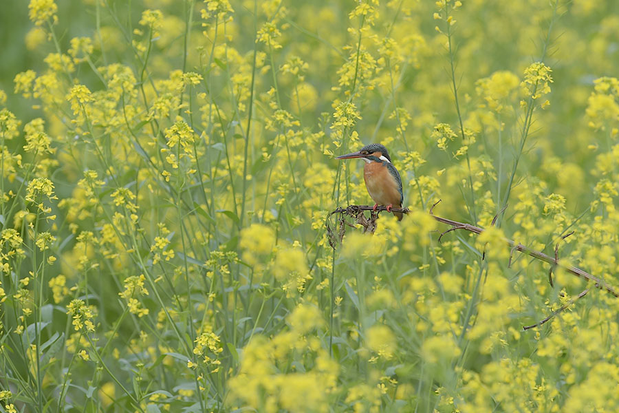 140501 川の雌菜の花がらみ_c0278820_18582588.jpg