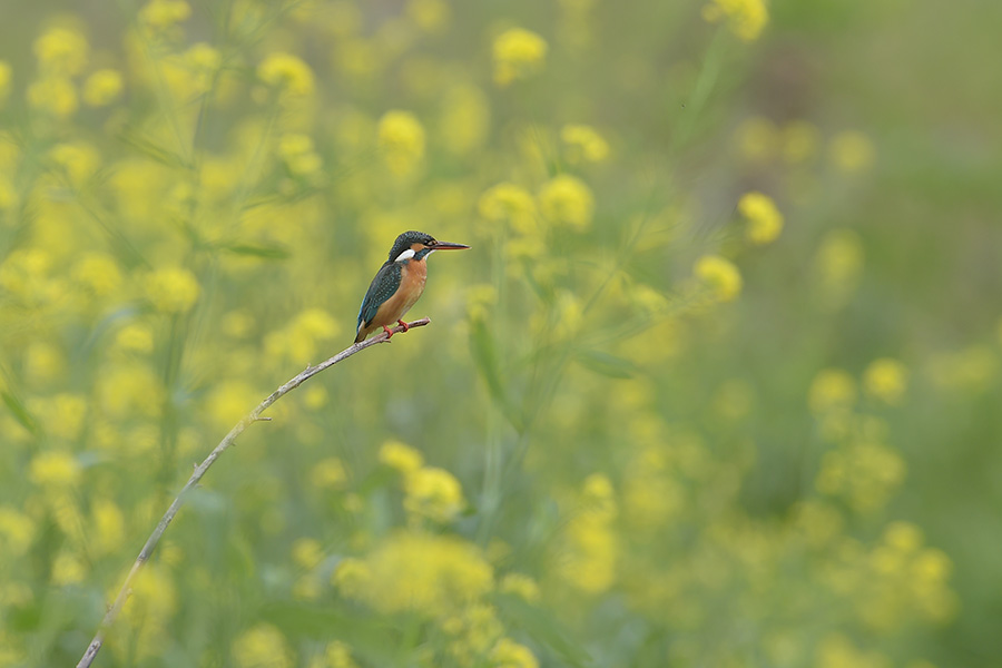 140501 川の雌菜の花がらみ_c0278820_1984716.jpg