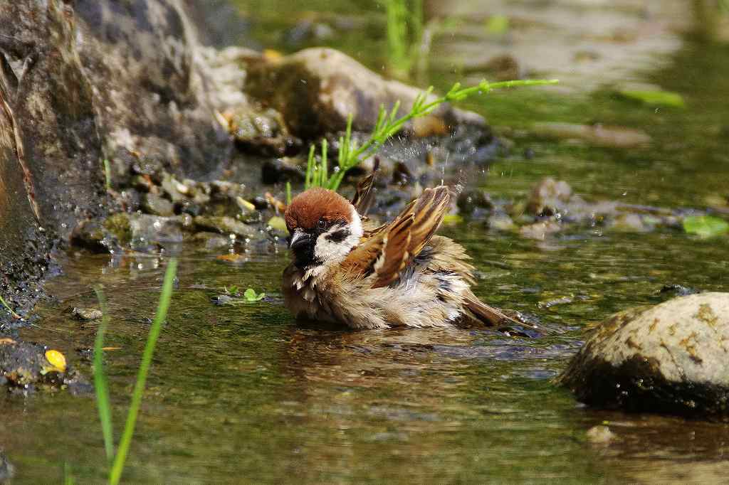 スズメの水浴び 武蔵野散歩 スズメの水浴び 武蔵野散歩