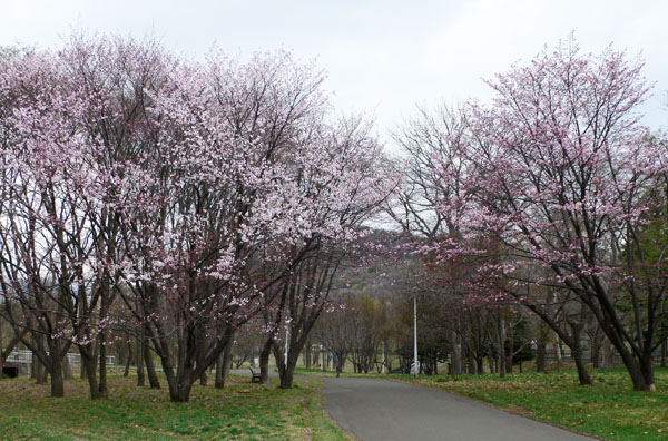 残雪と桜  内科検診の日_a0046429_1627161.jpg