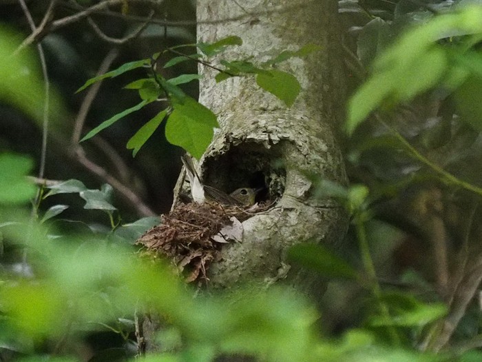 鳥の巣かな？_e0324435_21394962.jpg