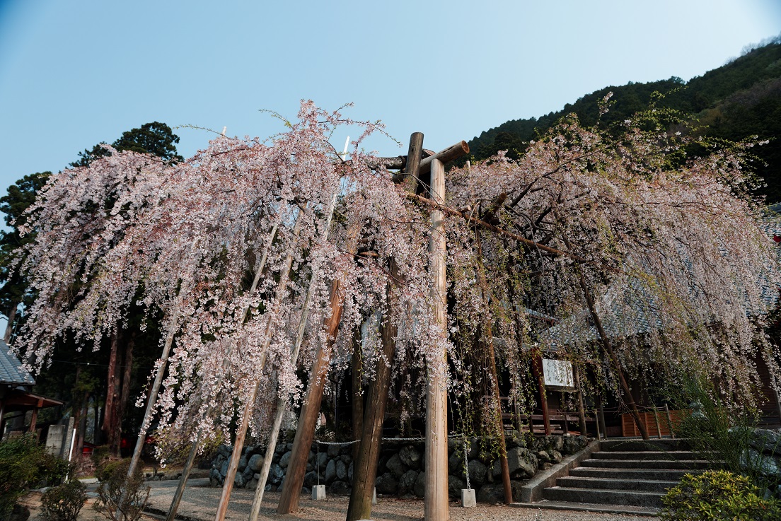 宝蔵寺にある枝垂れ桜_f0274536_20572736.jpg