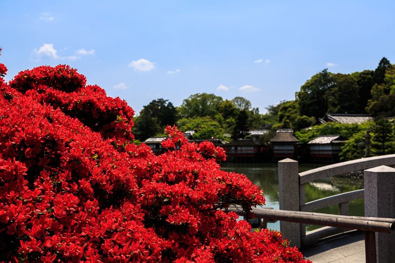 長岡天満宮のキリシマツツジ_b0325840_22204754.jpg