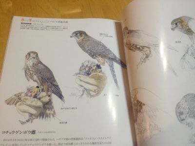 BIRDER 5月号に_c0132048_8181997.jpg