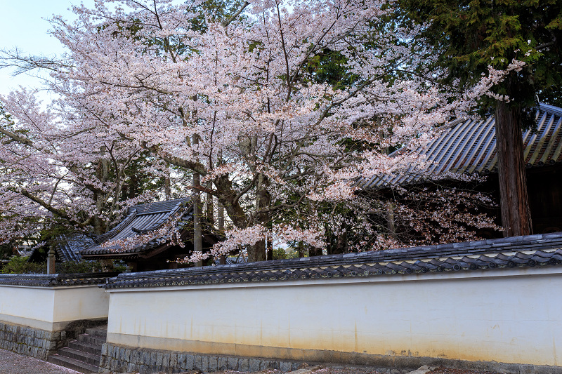 桜さんぽ（清流亭・南禅寺）_f0155048_2328426.jpg