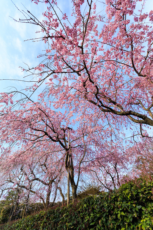 桜さんぽ（清流亭・南禅寺）_f0155048_2330479.jpg