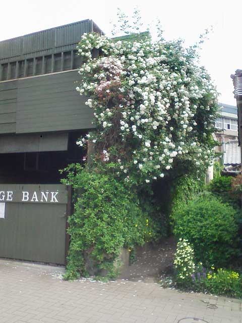 オシャレな色の板壁を登るつる植物 つる植物生育日記