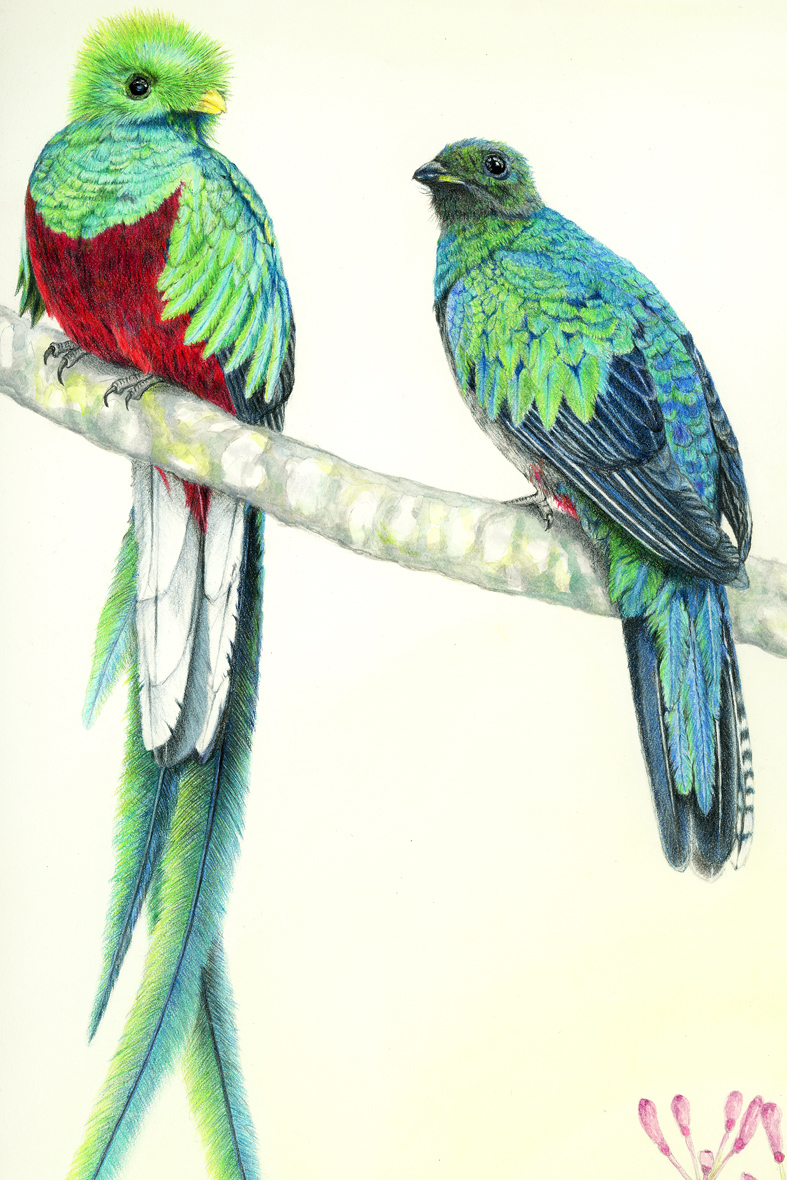色鉛筆で描いた野鳥画 カザリキヌバネドリ Resplendent Quetzal 36cm 51cm ぼちぼち と 野鳥大好き O