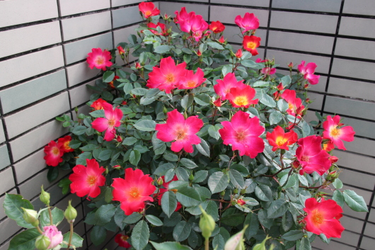 カクテル La Rose 薔薇の庭 カクテル La Rose 薔薇の庭