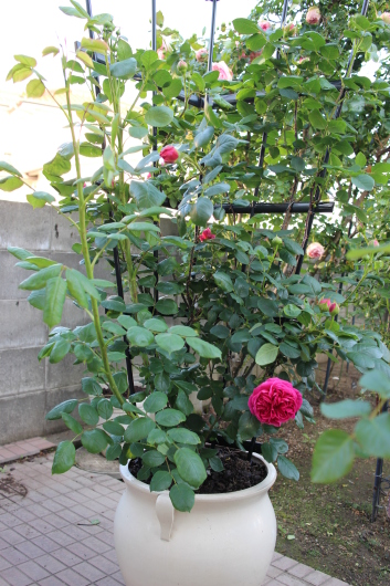 f0338156_21044839.jpg