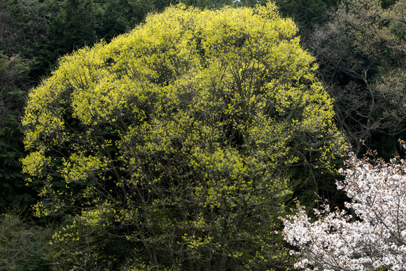 e0321360_012264.jpg