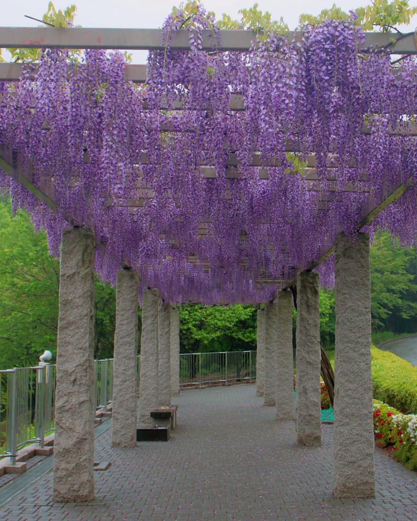 雨の藤岡藤の花_c0305565_18240269.jpg