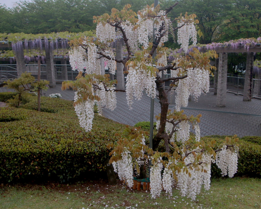 雨の藤岡藤の花_c0305565_18270984.jpg