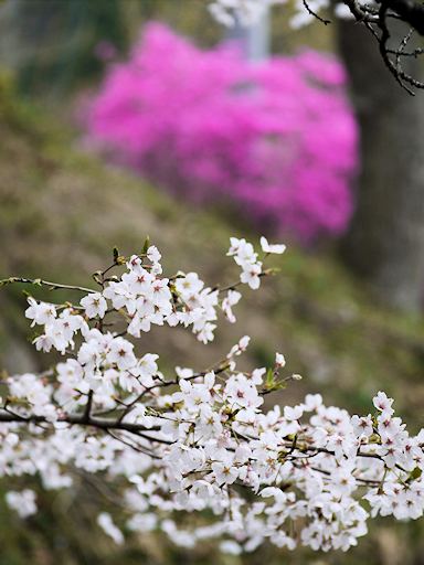 都祁（つげ）散歩写真_c0191967_9131248.jpg