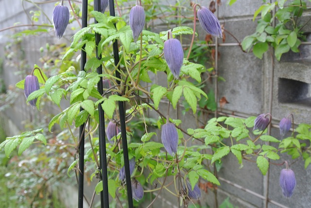 c0246168_971395.jpg