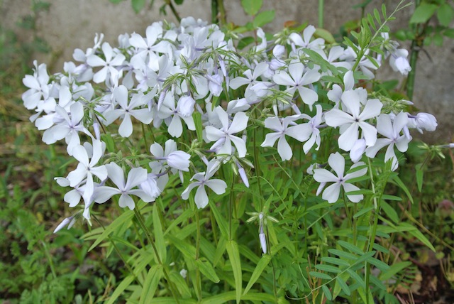 c0246168_973594.jpg