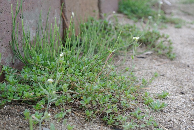 c0246168_983163.jpg
