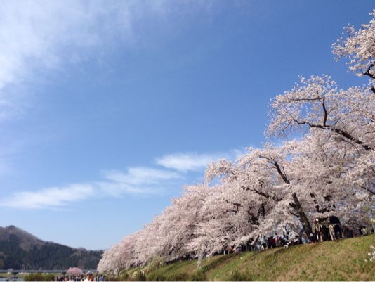 2014桜＊角館。_b0111970_1437436.jpg