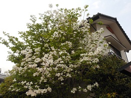 花水木の白い花_e0175370_13293167.jpg