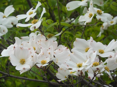 花水木の白い花_e0175370_13304861.jpg