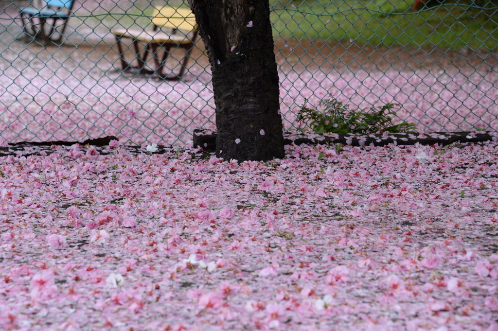 終わりの桜_f0323171_10200314.jpg