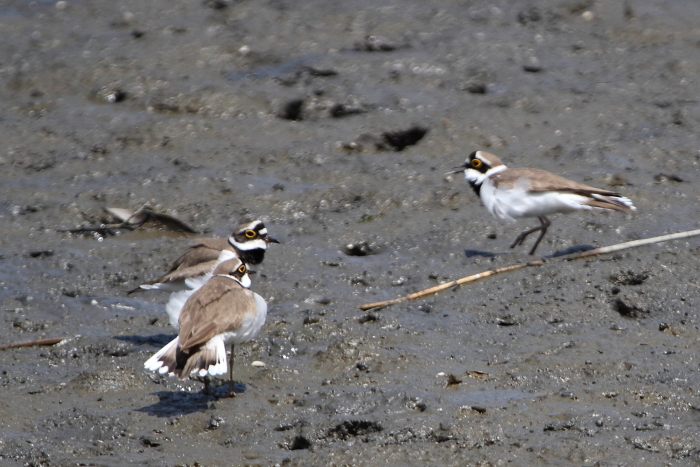 ★先週末の鳥類園（2014.4.26～27、29）_e0046474_1415750.jpg